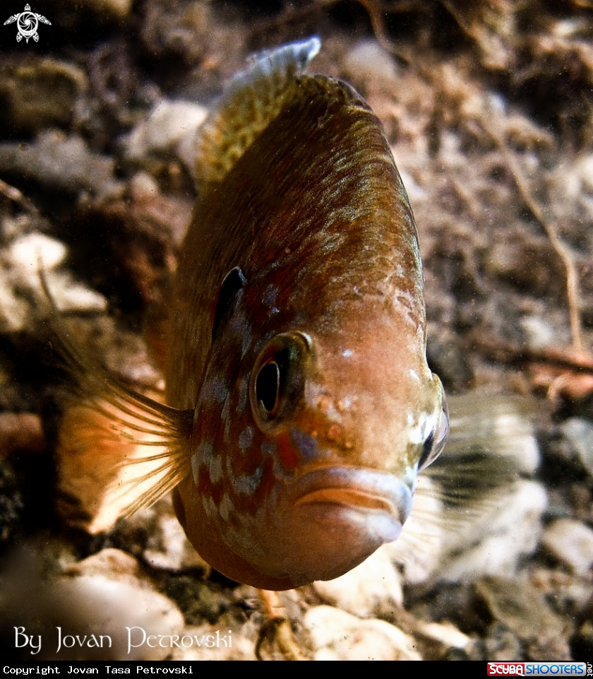 A Sunčica /  Sunfish.