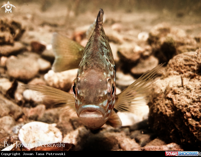 A Sunčica /  Sunfish.