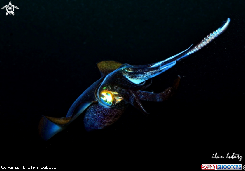 A squid