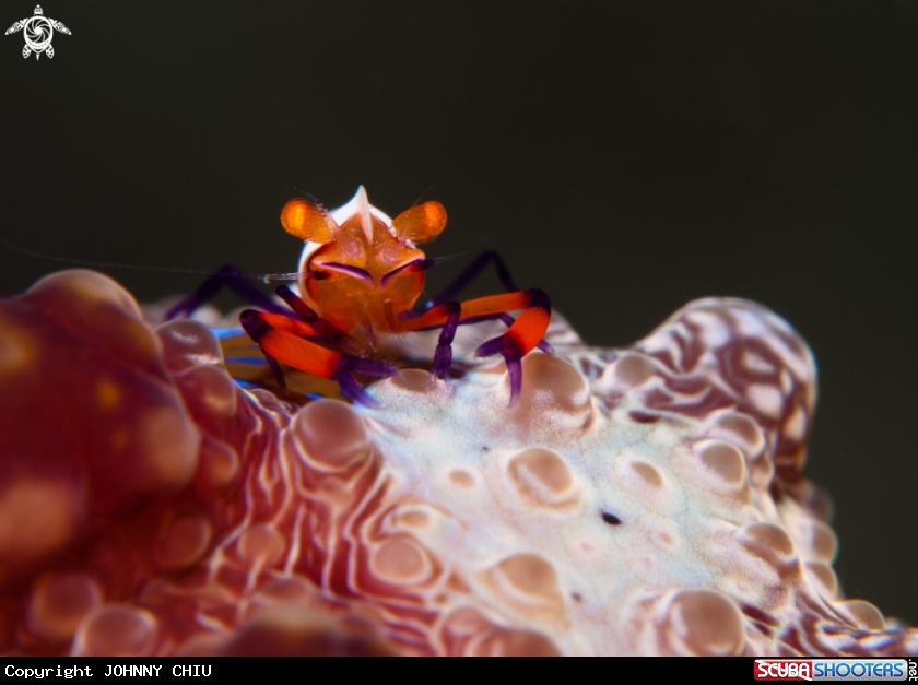 A Emperor shrimp