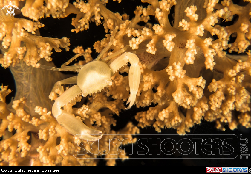 A Crowned Coral Crab