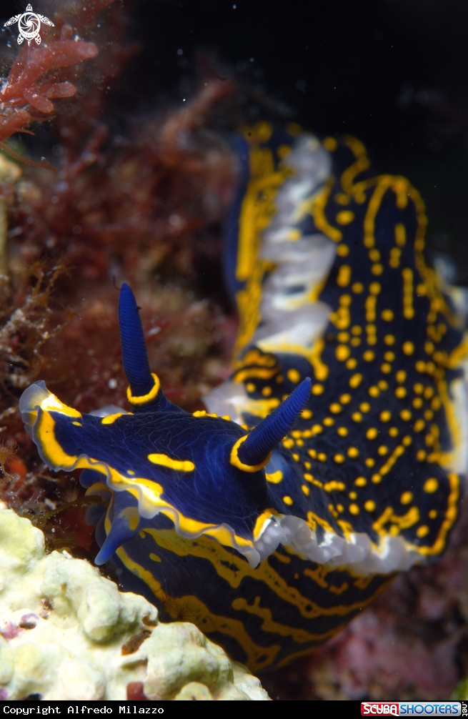 A Nudibranco