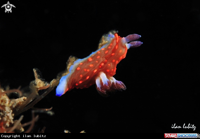 A Nudibranch
