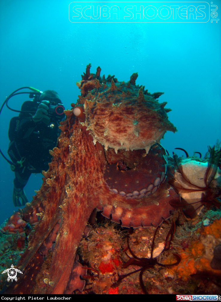 A Common Octopus