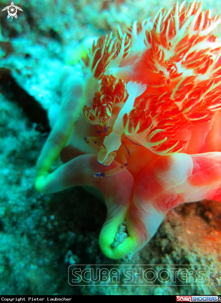 A Emperor Shrimp