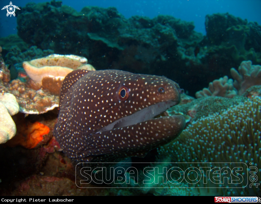 A Salt and Pepper Moray eel