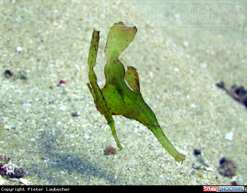 A Robust Ghost Pipefish
