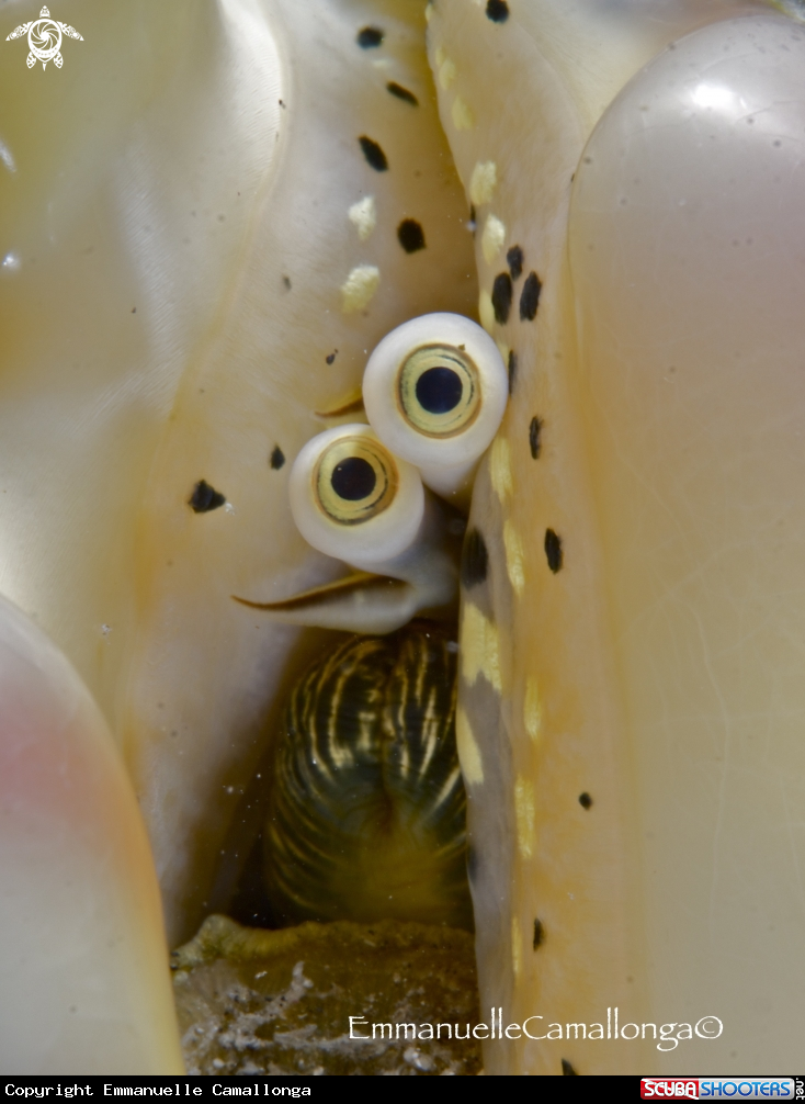 A underwater creature