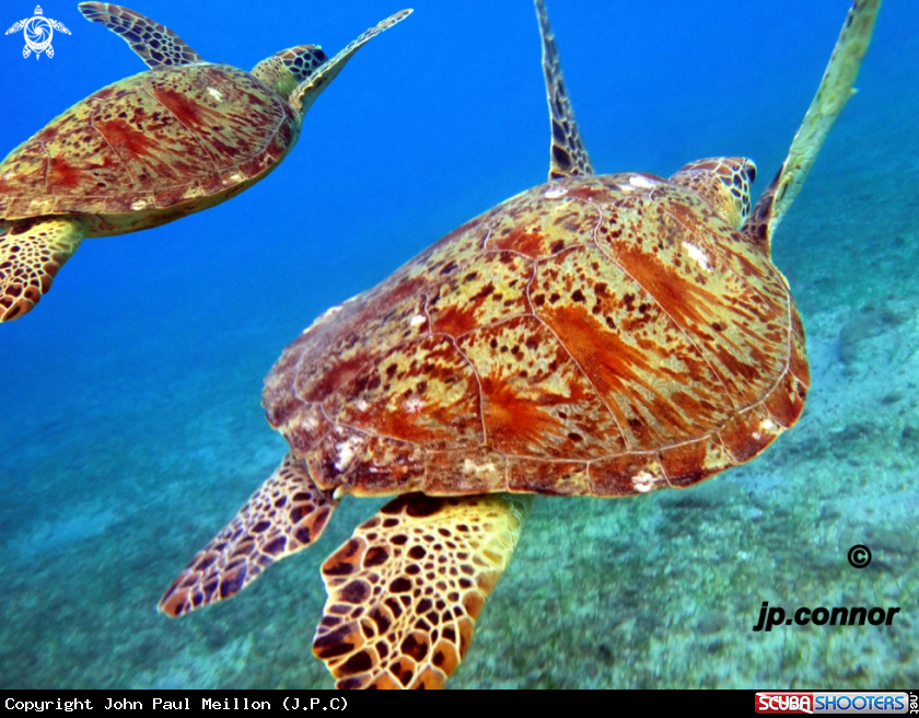 A Tortue Verte