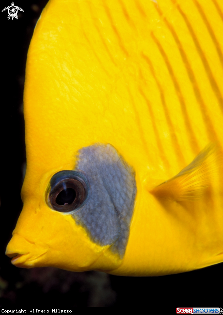 A Pesce farfalla