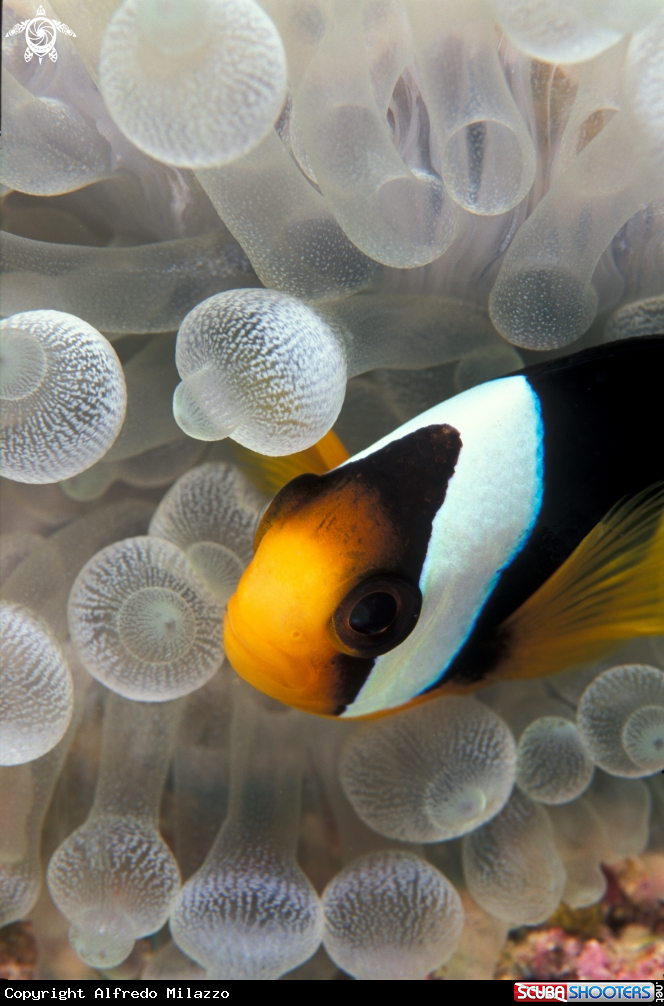 A Pesce Pagliaccio