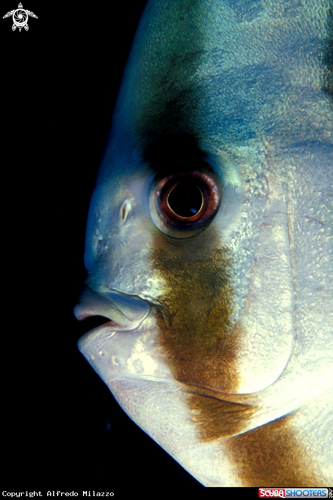 A Pesce Pipistrello