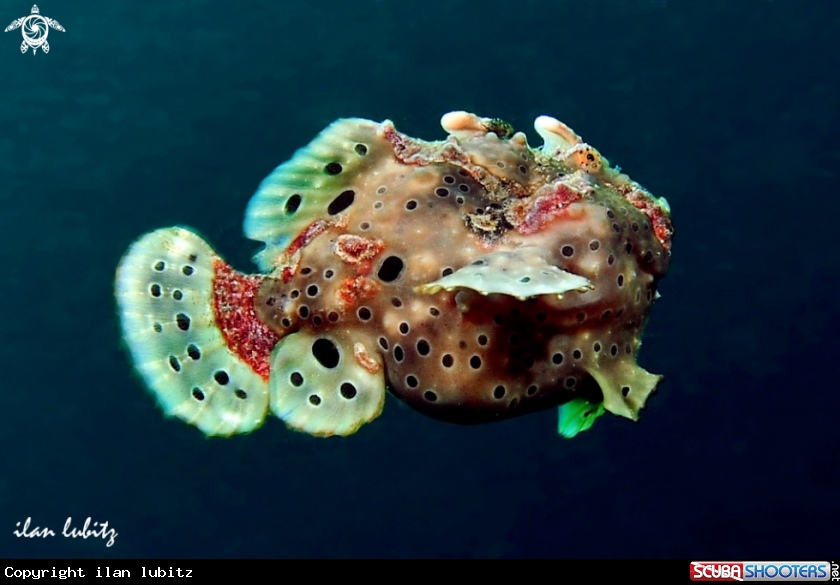 A frogfish