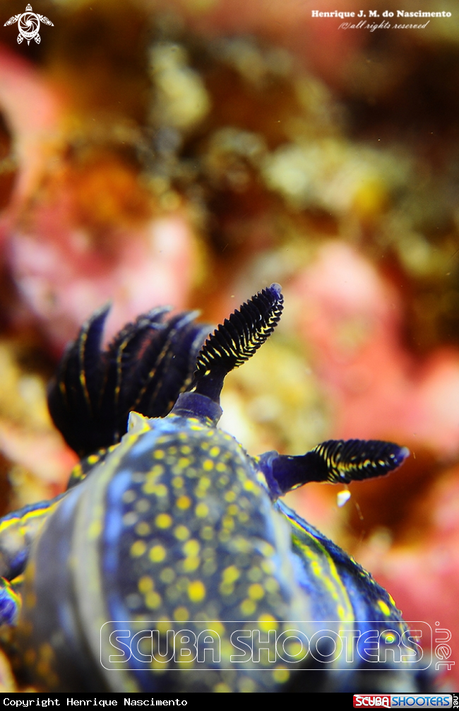 A Nudibranch