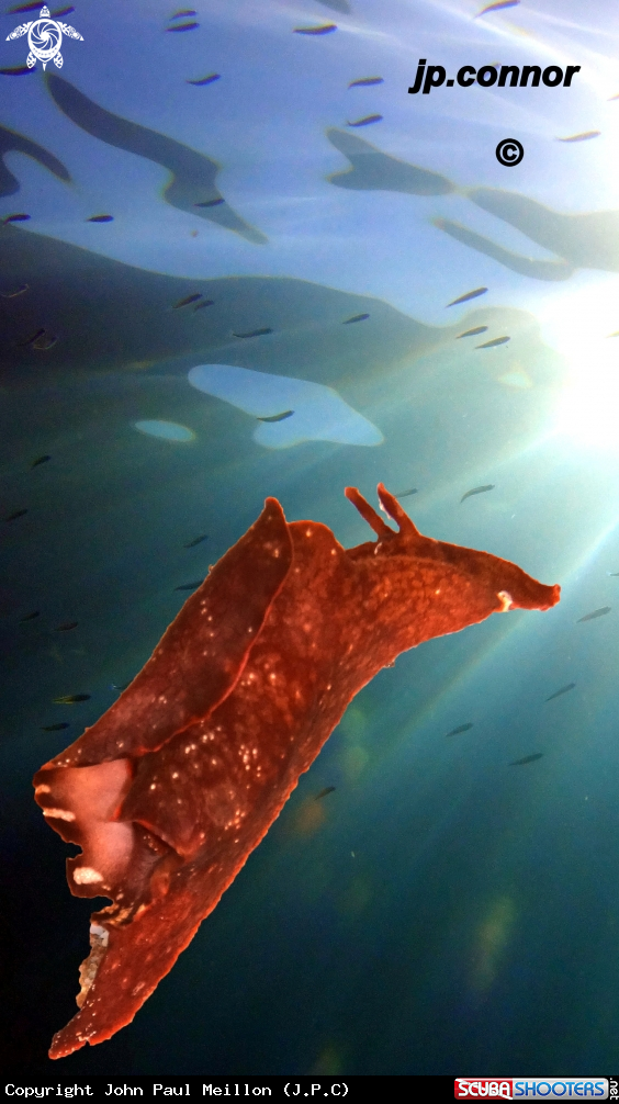 A Lièvre de Mer