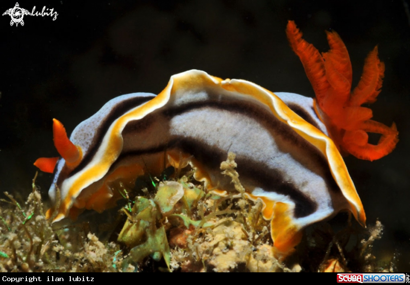 A Nudibranch