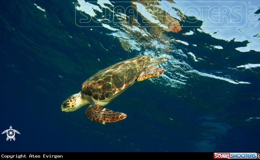 A Sea Turtle