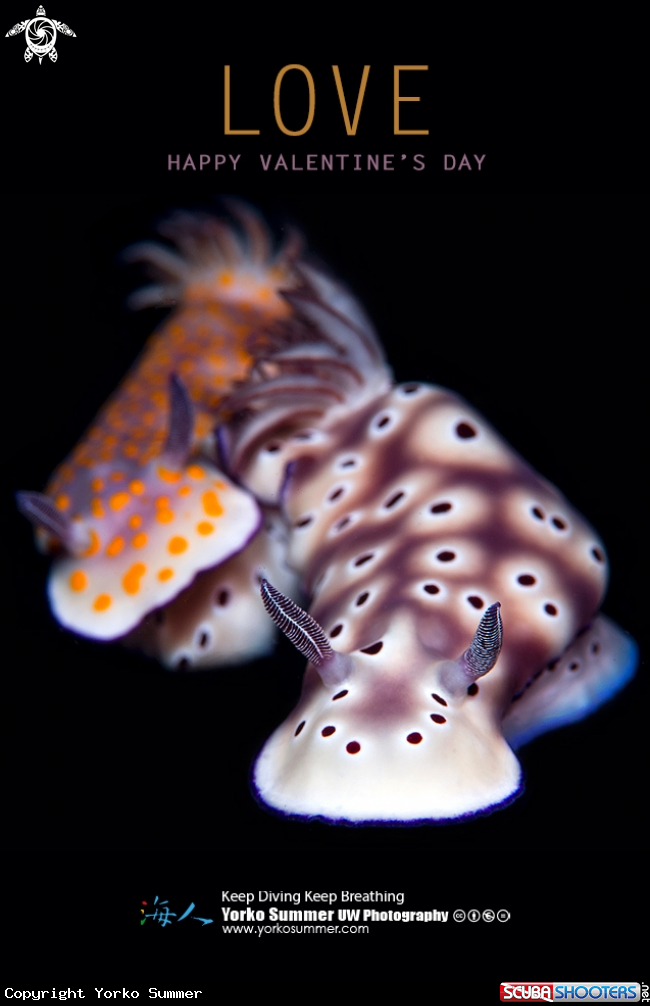 A Nudibranchs