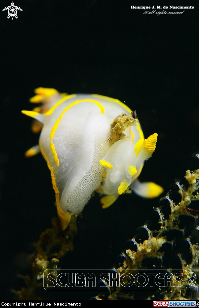 A Nudibranch