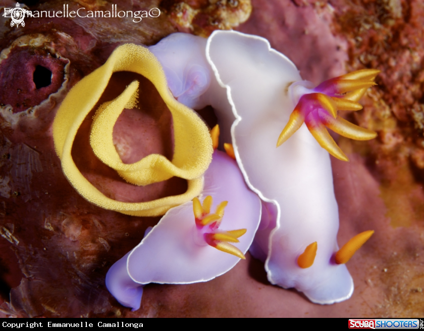 A underwater creature