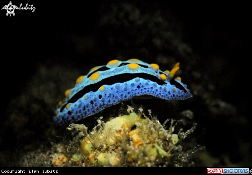 A Nudibranch