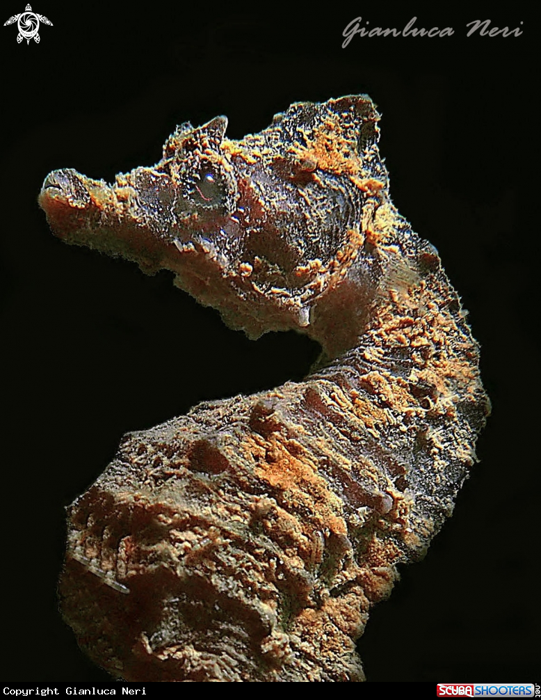 A Sea horse