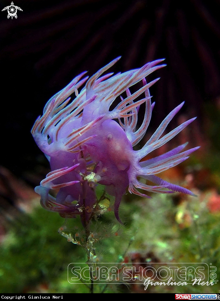 A Flabellina