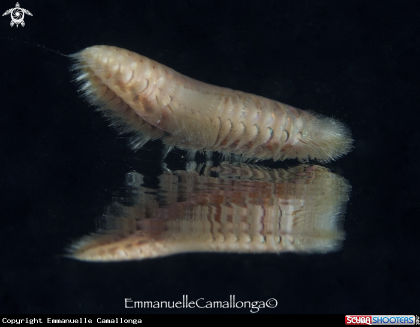 A underwater creature