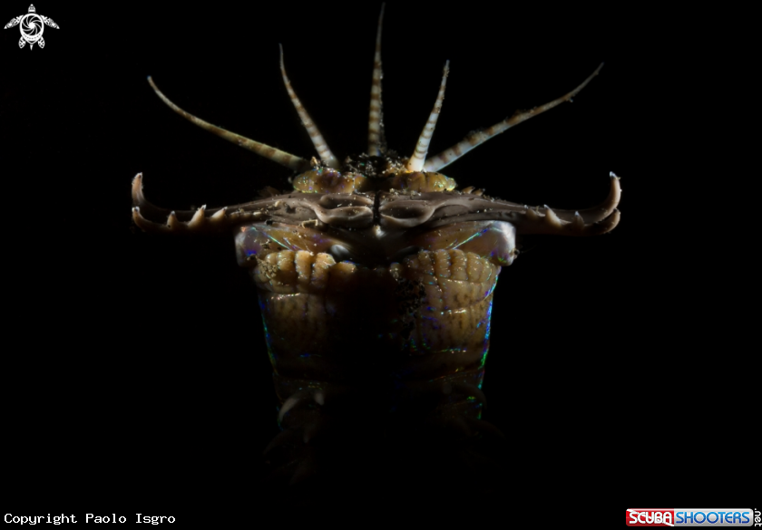 A bobbit worm