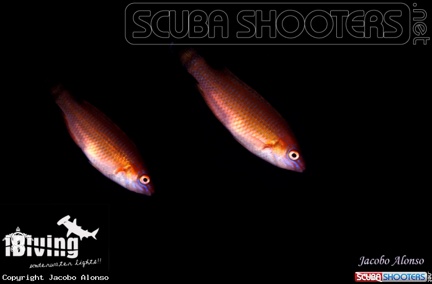 A ctenolabrus pair