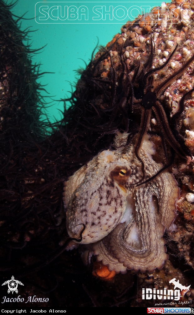 A octopus