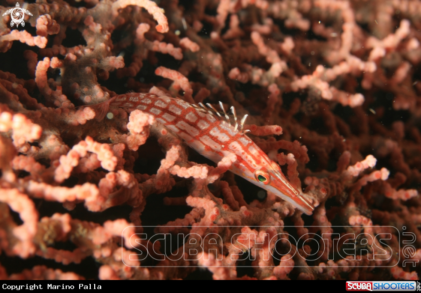 A Long Nose Hawkfish
