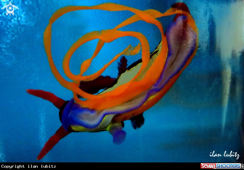 A Nudibranch