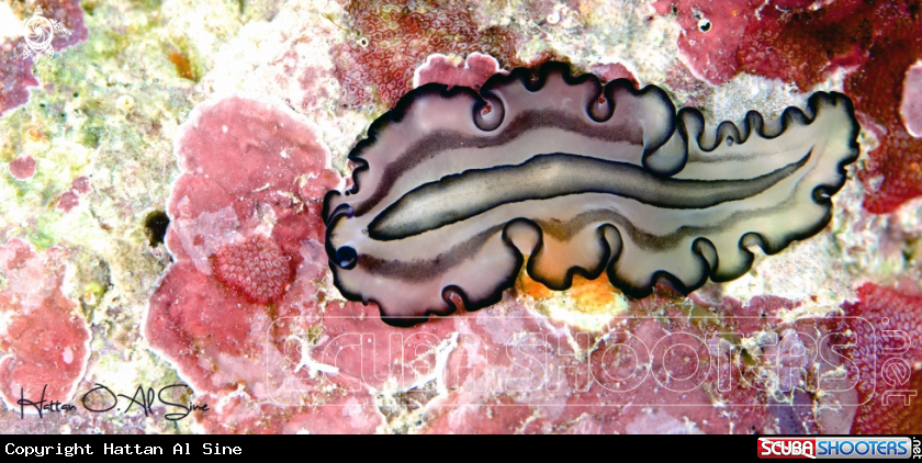 A Pleasing Flatworm