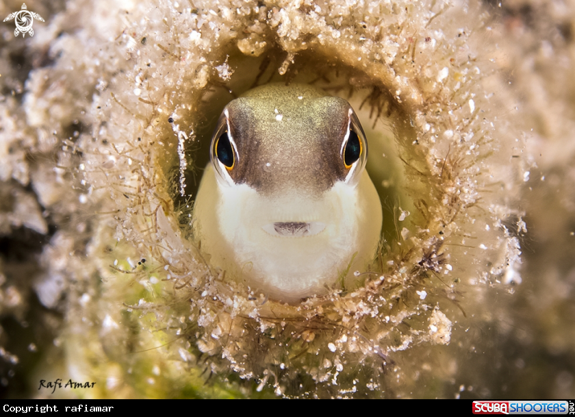 A Blenny
