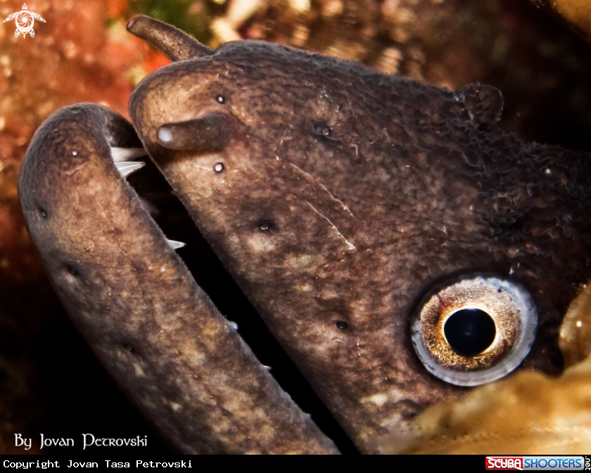 A Murina / Moray_eel.