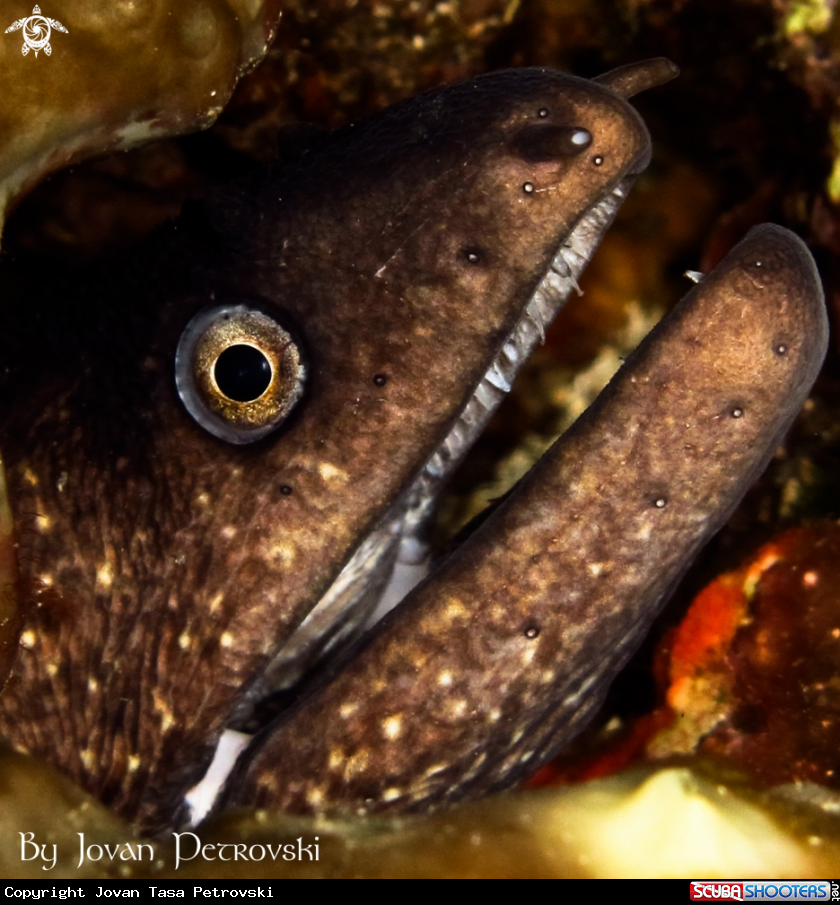 A Murina / Moray_eel.