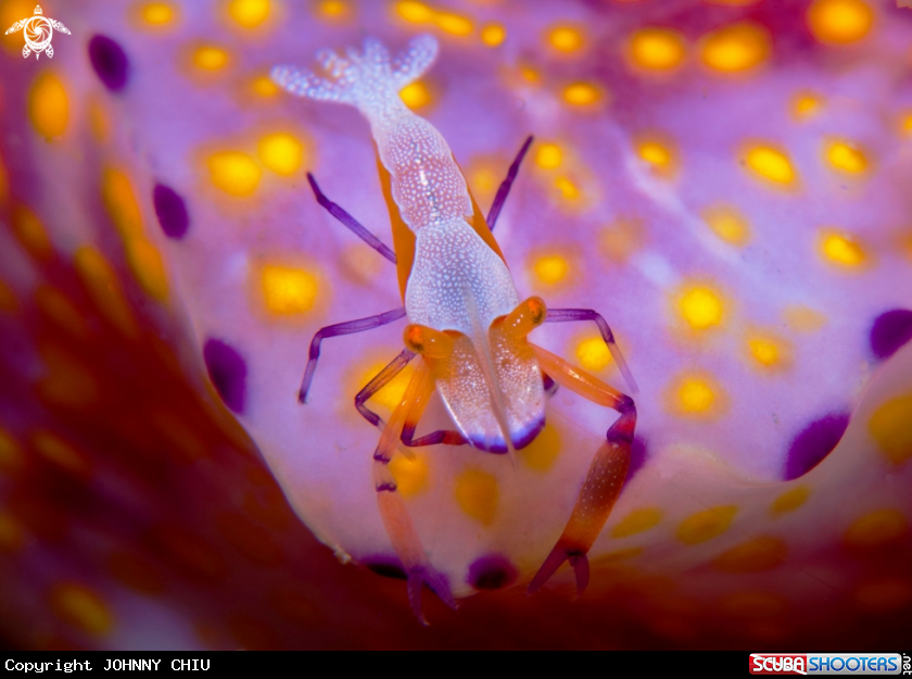 A Emperor shrimp