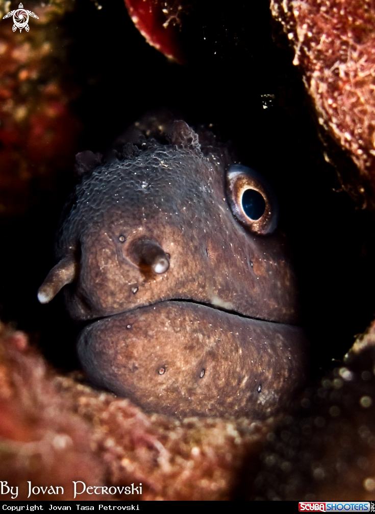 A Murina / Moray_eel.