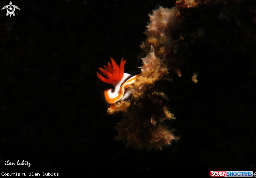 A Nudibranch