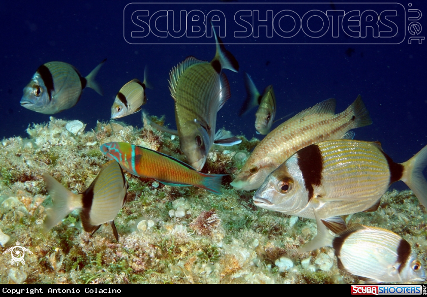 A Thalassoma pavo Diplodus