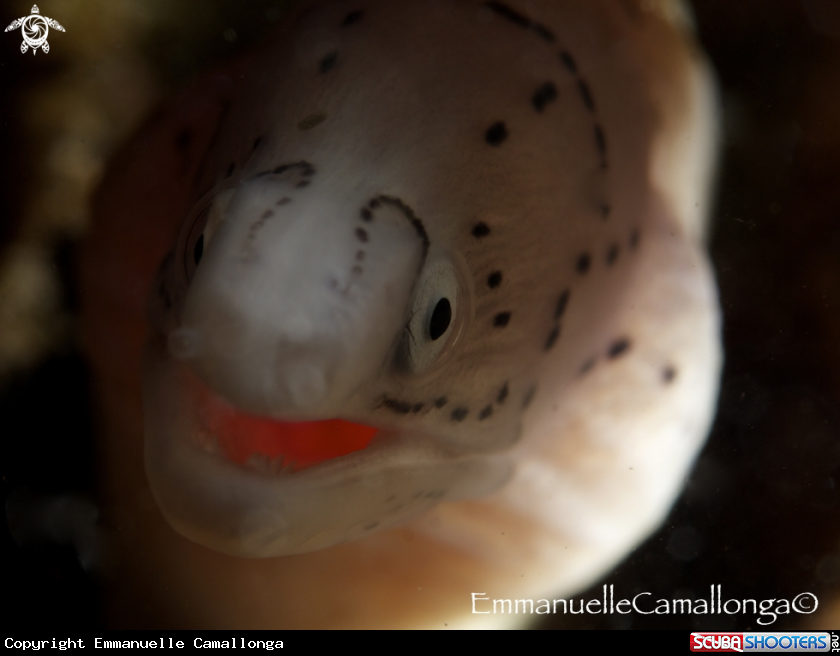 A underwater creature