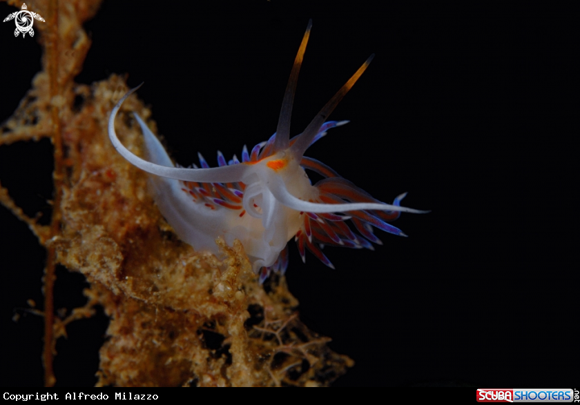 A Nudibranco