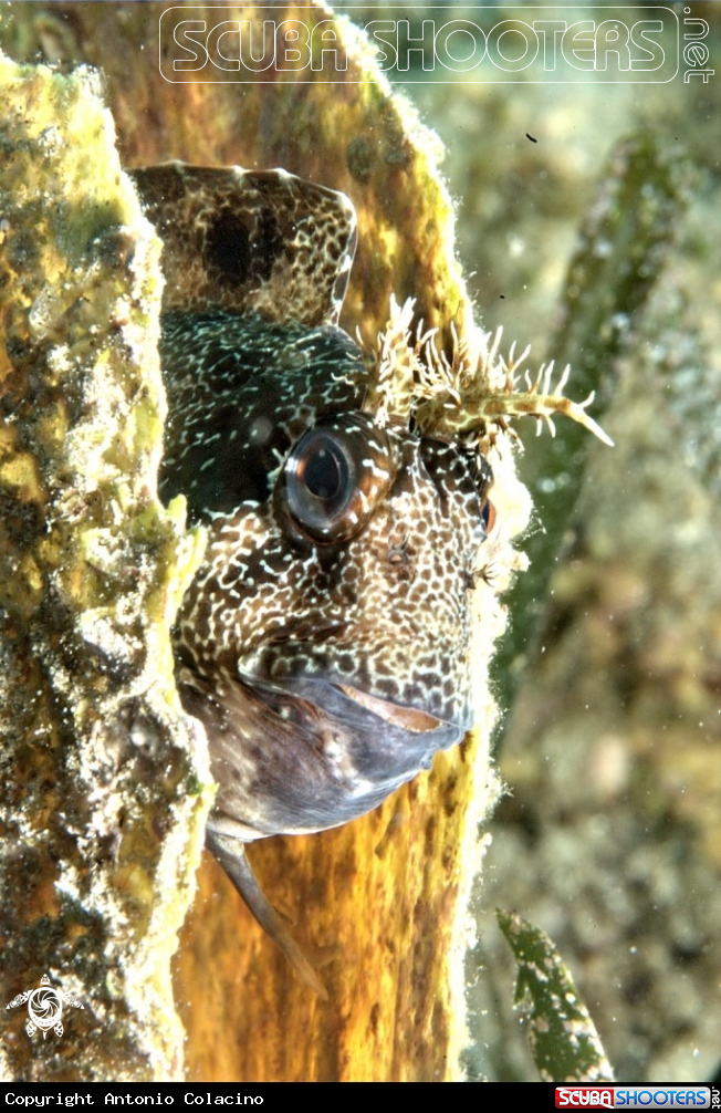 A Blennide gattorugine