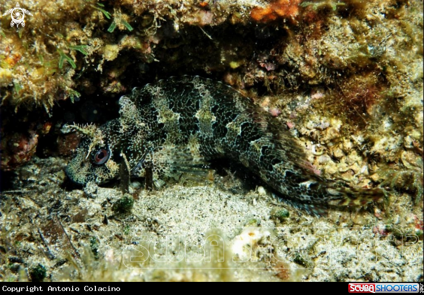 A Blennide gattoruggine