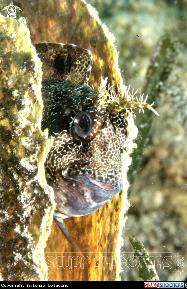 A Blennide gattoruggine