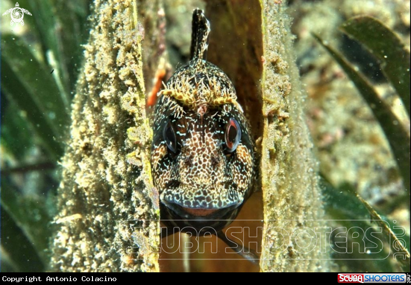 A Blennide gattoruggine