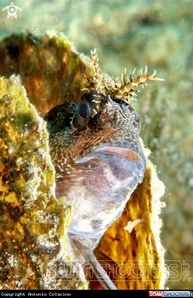 A Blennide gattoruggine