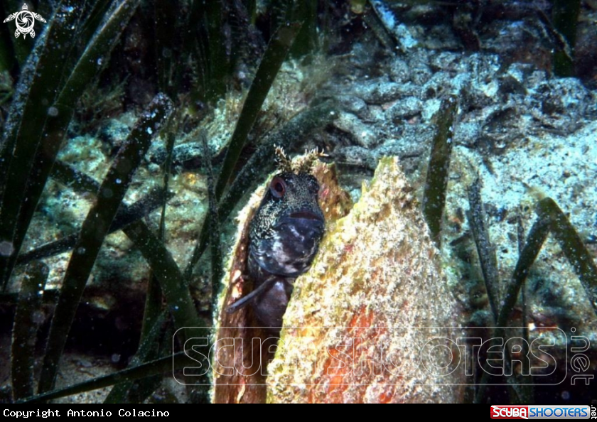A Blennide gattoruggine