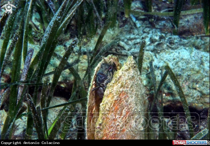 A Blennide gattoruggine